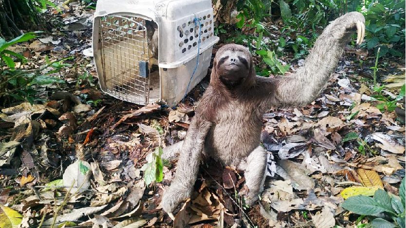 Ecuador: Refuerzan campaña nacional contra el tráfico ilegal de vida silvestre