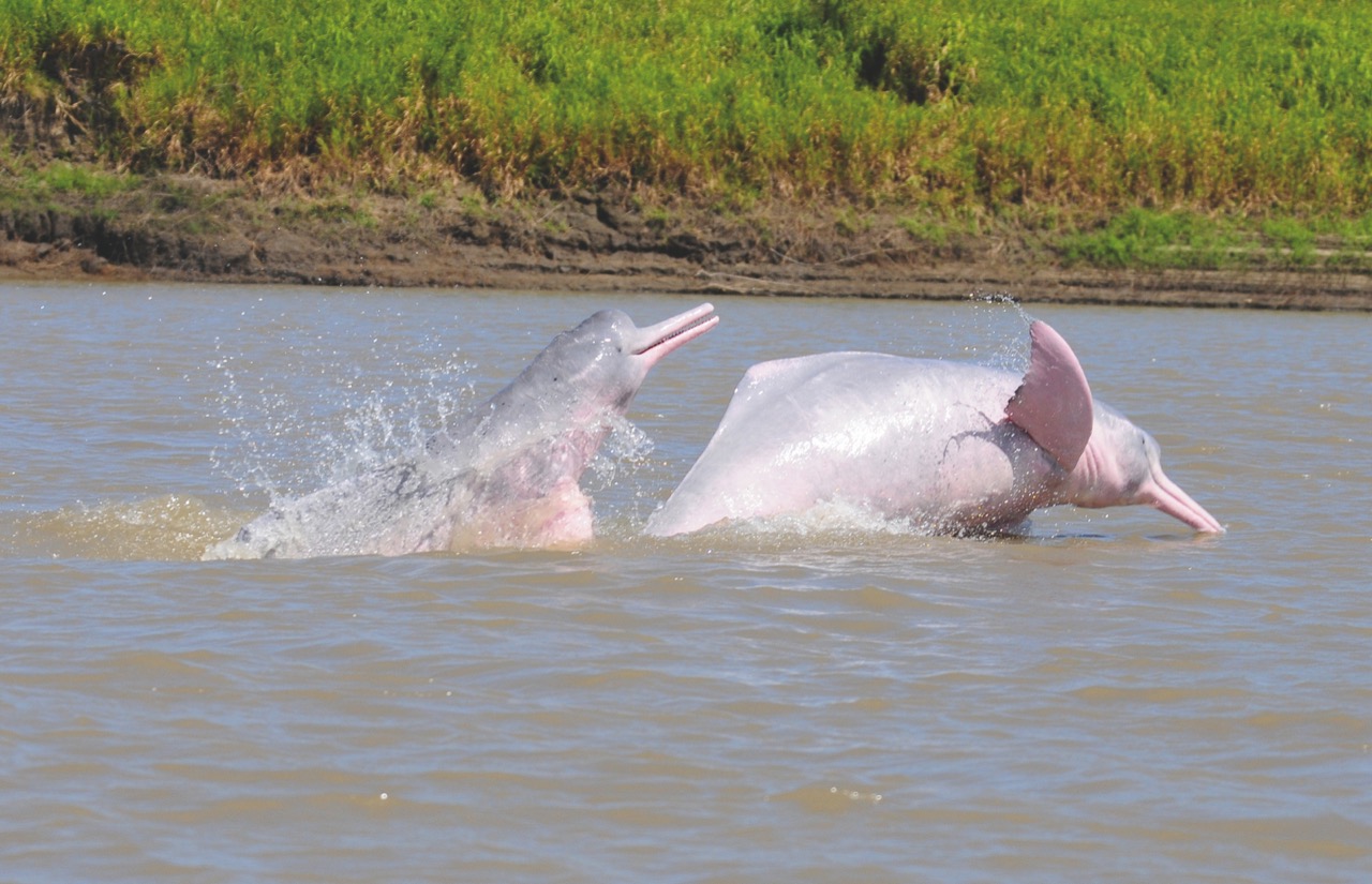 El delfín rosado, un mamífero que alcanza a medir hasta 2,8 metros de largo, se ha visto fuertemente impactado por las actividades antrópicas. Foto: cortesía Fernando Trujillo (Fundación Omacha)