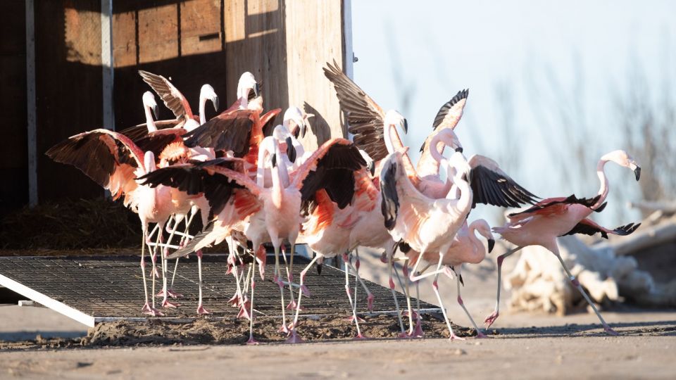 Argentina: Reinsertan 19 flamencos australes en la laguna de Epecuén tras ser rescatados hace un año del tráfico de especies
