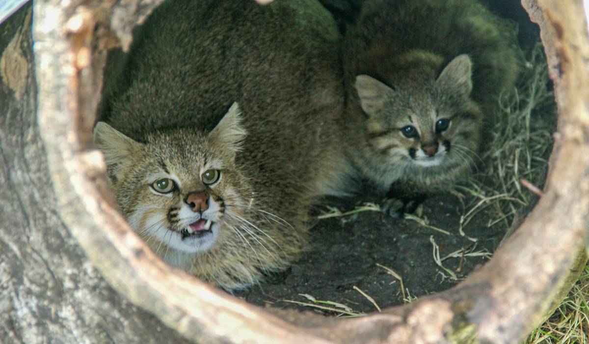Uruguay: Investigadores determinan que gato pajonal se encuentra en riesgo de extinción