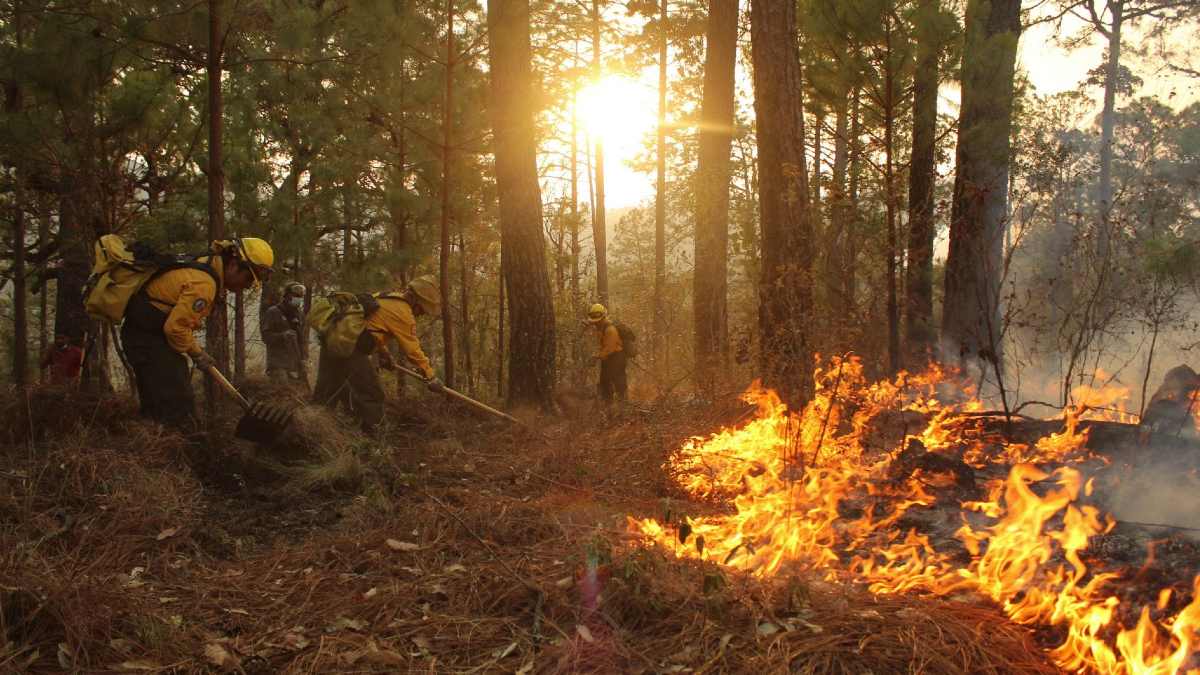 México: 29 incendios arrasan con zonas forestales, cinco de ellos en áreas protegidas