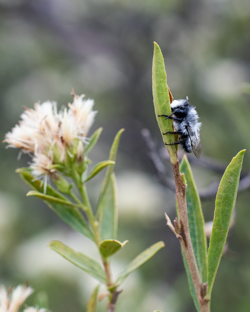 Abeja nativa Megachile saulcyi ©Cristóbal Sprätz