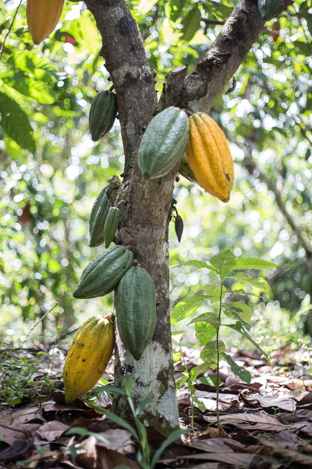 Arbol de cacao fino de aroma en fincas de Pangoa. Crédito: © Mark Gerrits.