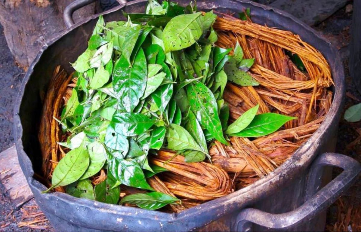 La ayahuasca se prepara con la combinación de dos plantas extensamente encontradas en la selva tropical. Crédito: journeymachupicchu