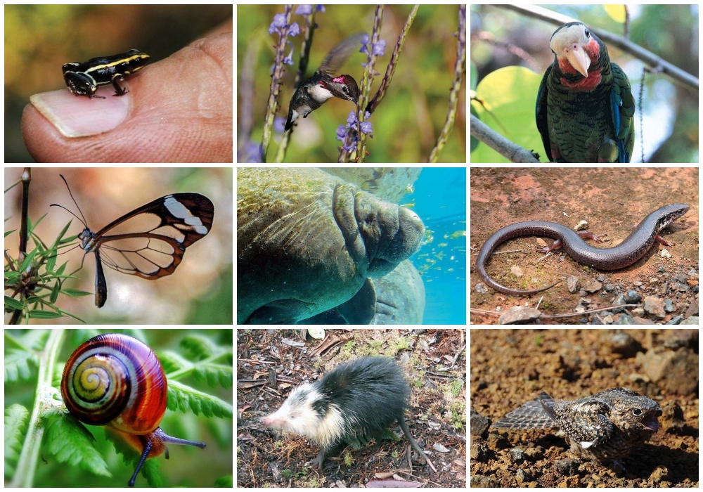 El Parque Nacional Alejandro de Humboldt es hábitat de cientos de especies, algunas de estas endémicas y en peligro de extinción. Crédito: Francisco Llaramendi/Pinterest.