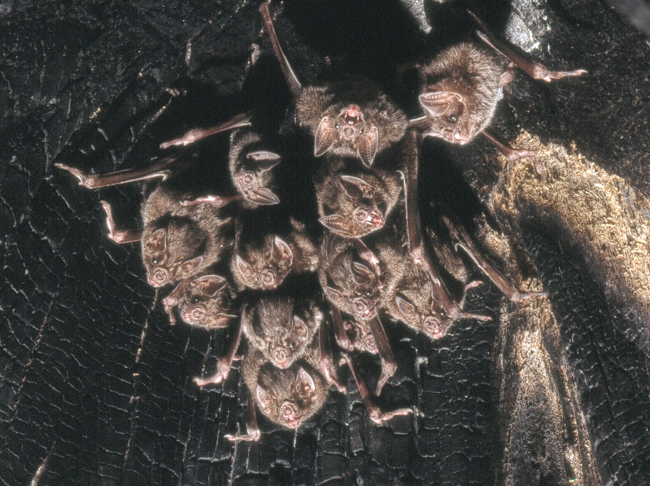 Colonia de murciélago vampiro común (Desmodus rotundus) en un árbol – Uwe Schmidt vía Wikimedia Commons
