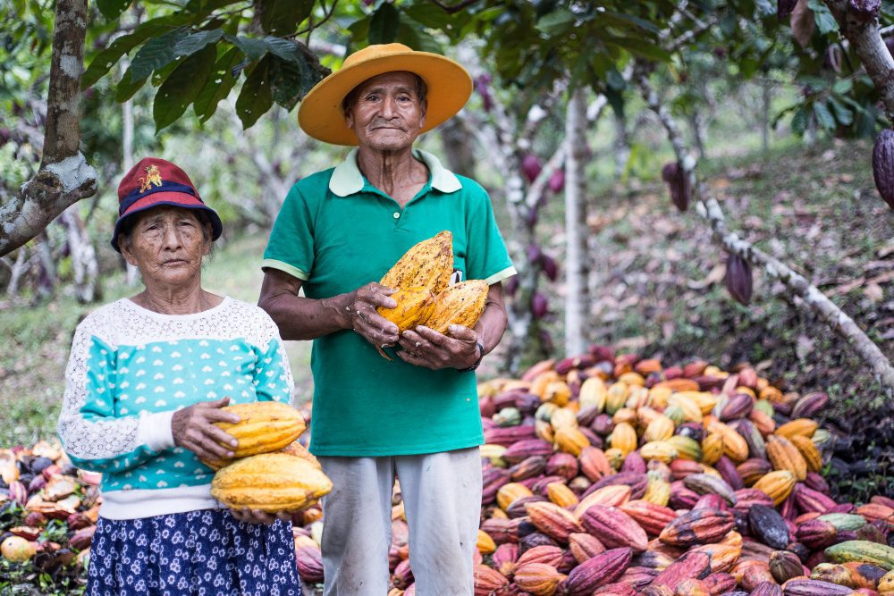 Don Simón y la señora Victoria, productores de cacao socios de la Cooperativa de Pangoa. Crédito: © Mark Gerrits