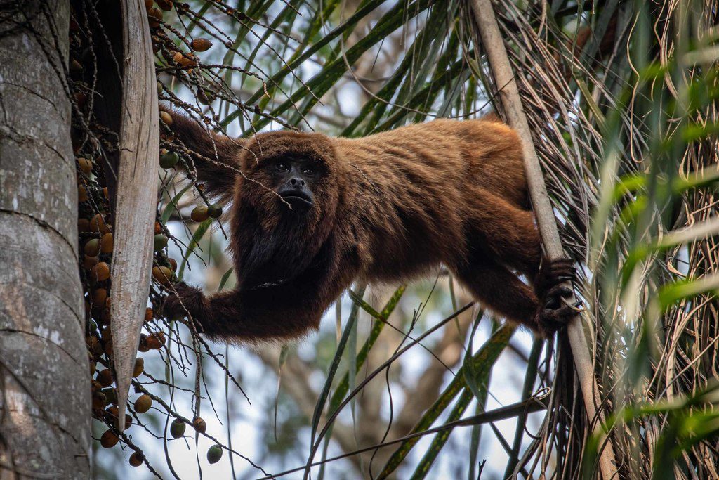 Argentina: Monos aulladores podrían desaparecer en 30 años, advierte investigador y experto en primates