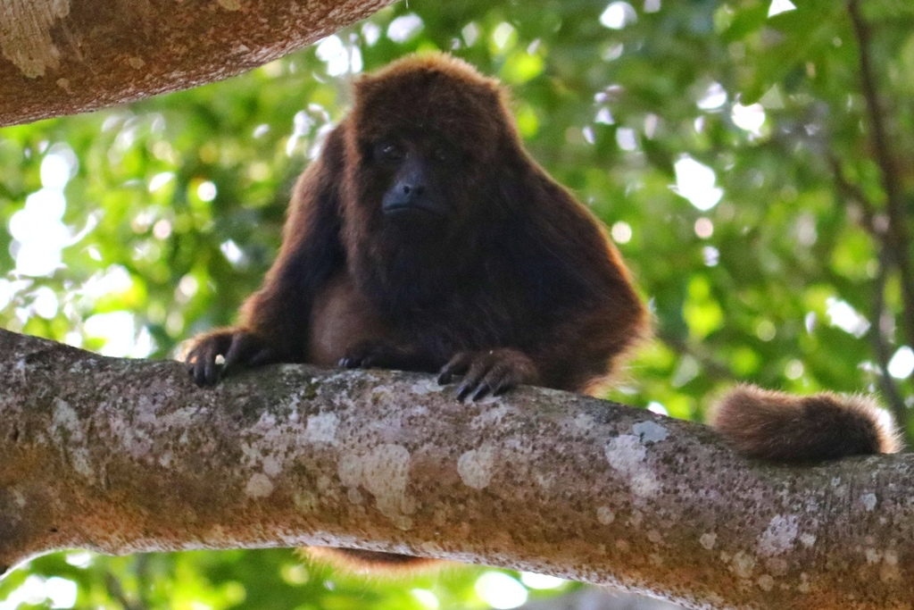Un ejemplar de Mono aullador (Alouata guariba) en la selva de Brasil. La especie está en peligro de desaparecer por la fragmentación de su hábitat y la fiebre amarilla. Crédito: José Valério