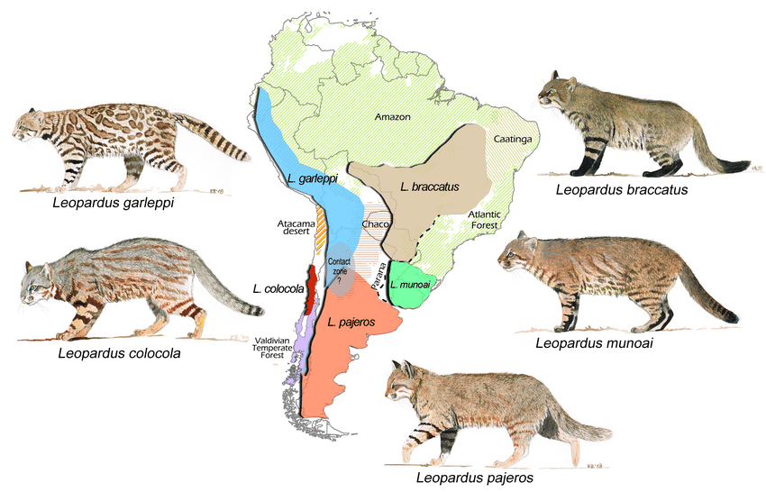Distribución de poblaciones de gatos de la familia Felidae, según las nuevas descripciones taxonómicas planteadas por Oliveira, Cheng y Feijó. Crédito: © Research Gate