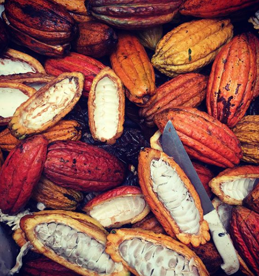 Mazorcas de cacao recién cosechadas. Créditos: © Mark Gerrits.