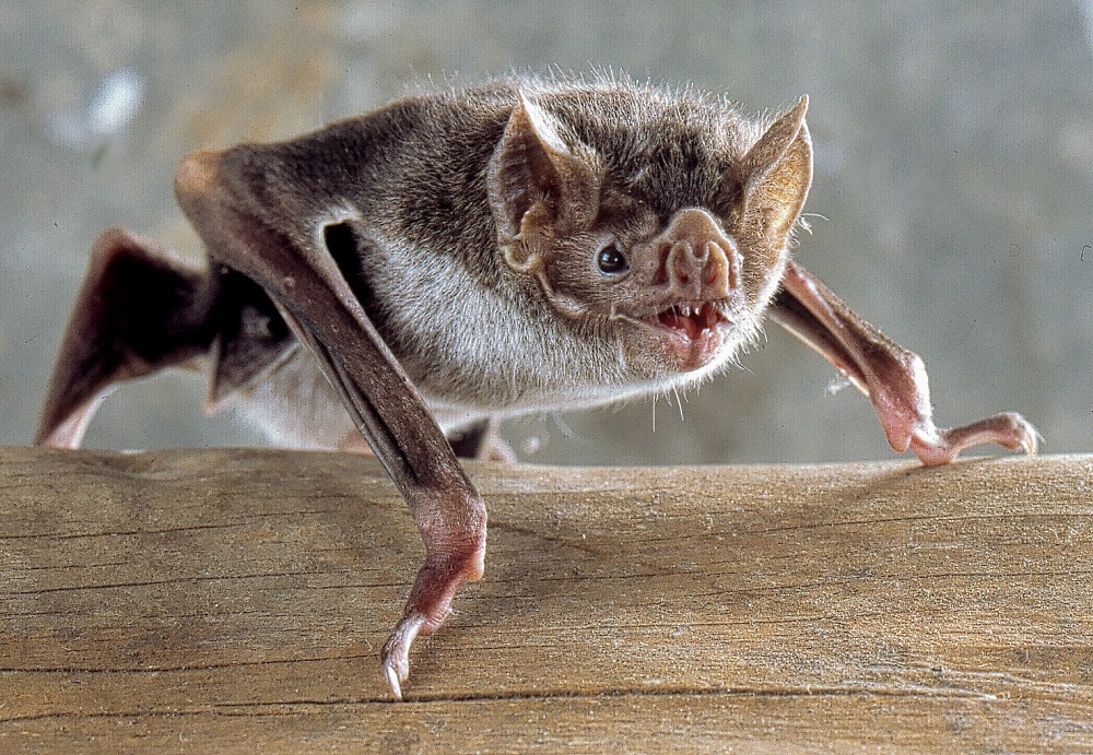 Murciélago vampiro común Desmodus rotundus caminando cuadrúpedamente por el suelo – Uwe Schmidt vía Wikimedia Commons