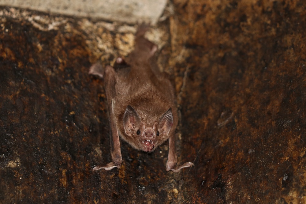 Murciélago vampiro común Desmodus rotundus ©Gerald Carter