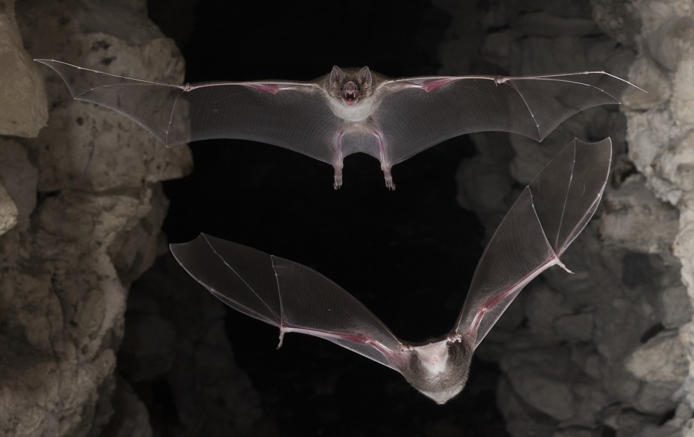 Murciélago vampiro común (Desmodus rotundus) ©Sherri y Brock Fenton