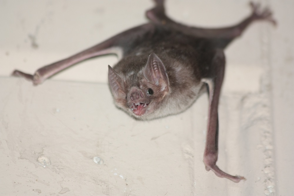 Murciélago vampiro común (Desmodus rotundus), joven macho en Belize / Gerry Carter vía Wikimedia Commons