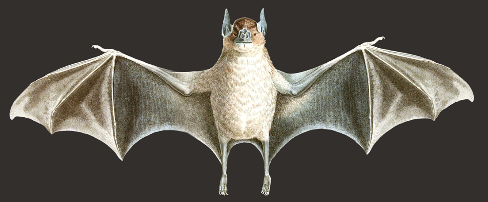 Murciélago vampiro común / Wikimedia Commons
