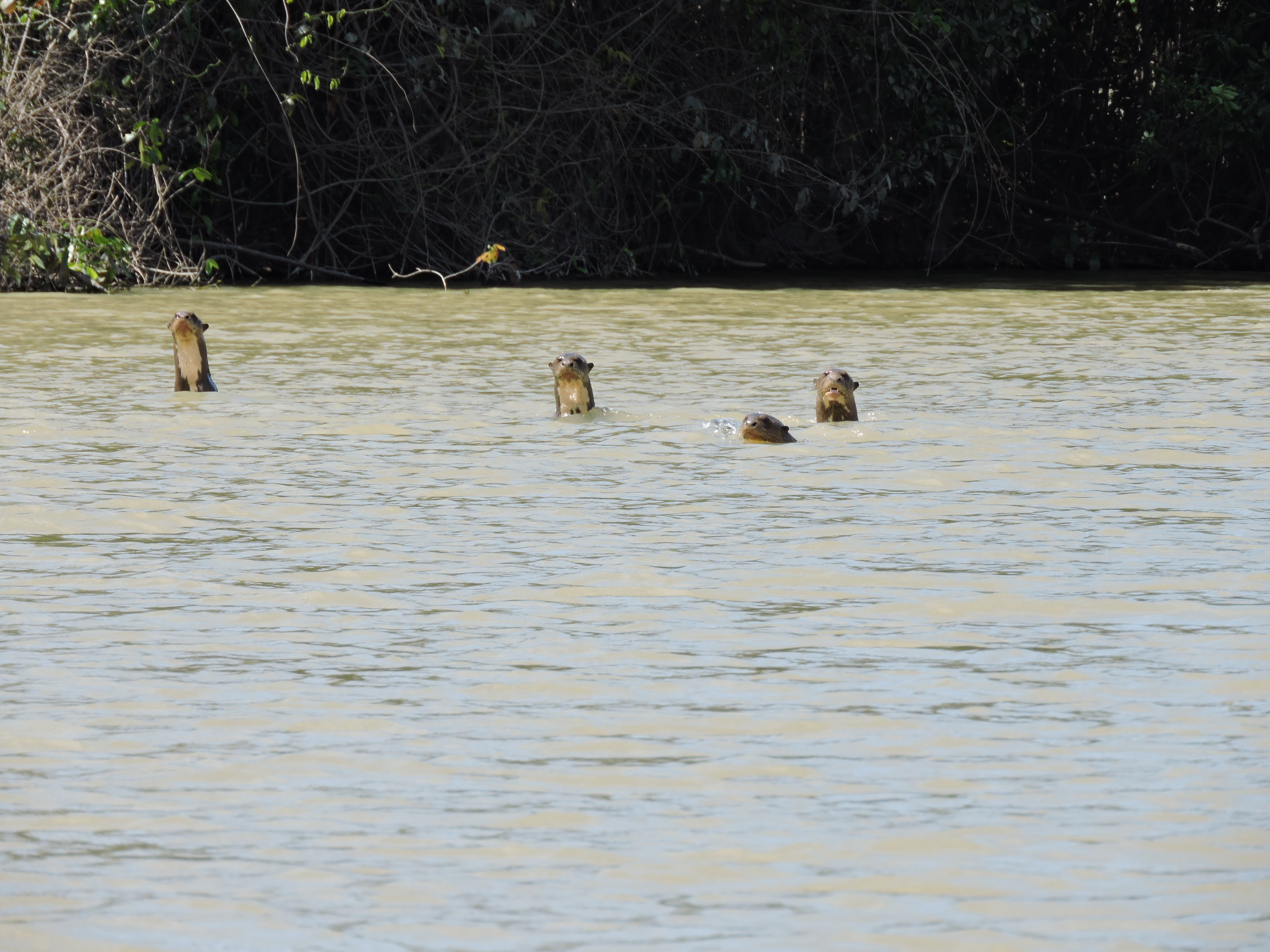 El río Tillavá, en el departamento del Meta, es uno de los hábitats de la nutria gigante. Foto: Mónica Morales (Instituto Humboldt).