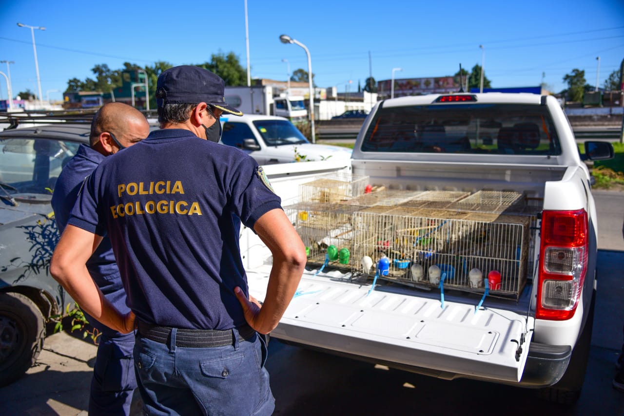 La Policía Ecológica y la Brigada de Control Ambiental han endurecido controles y operativos contra el tráfico ilegal de fauna silvestre en la Provincia de Buenos Aires. Crédito: © BCA / Gobierno Federal de BsAs.