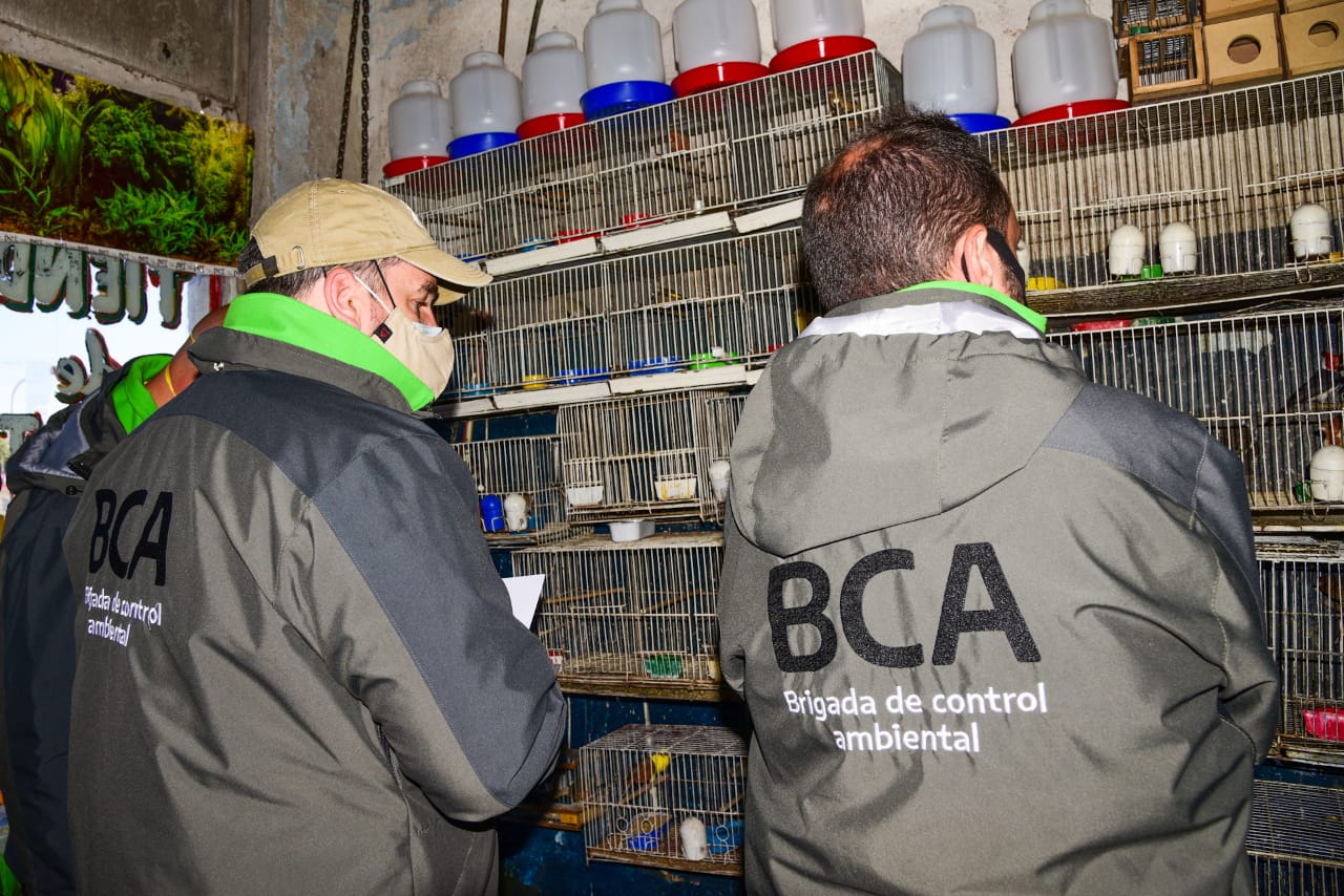 Argentina: Autoridades propinan golpe a traficantes de fauna y rescatan del comercio ilegal a 68 aves en Buenos Aires