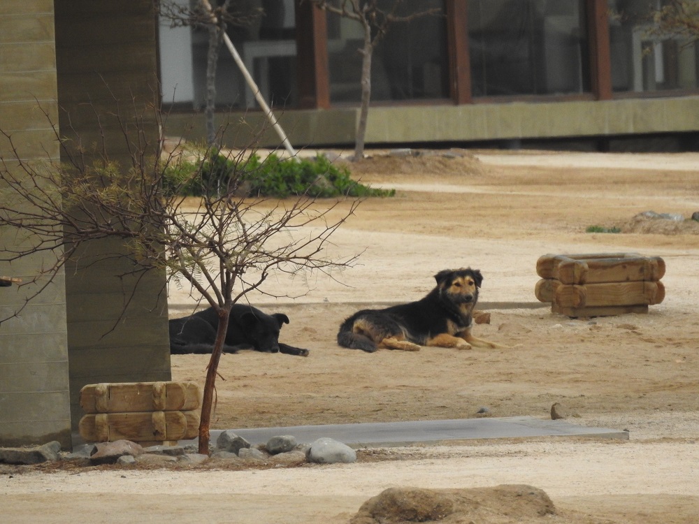 Perros de vida libres en Hotel, ubicado dentro de las áreas de nidifcación ©Fundación Gaviotín Chico