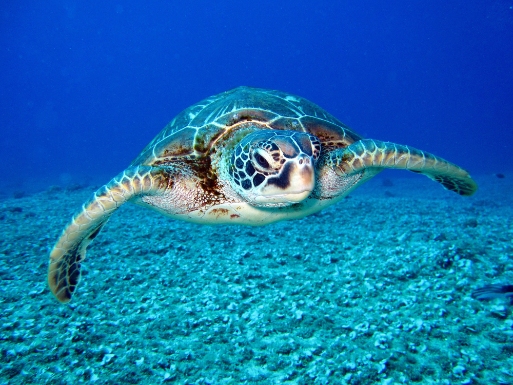Las tortugas carey son cazadas por los seres humanos, aunque esta práctica sea ilegal en muchos países. Crédito: © Richard Segal