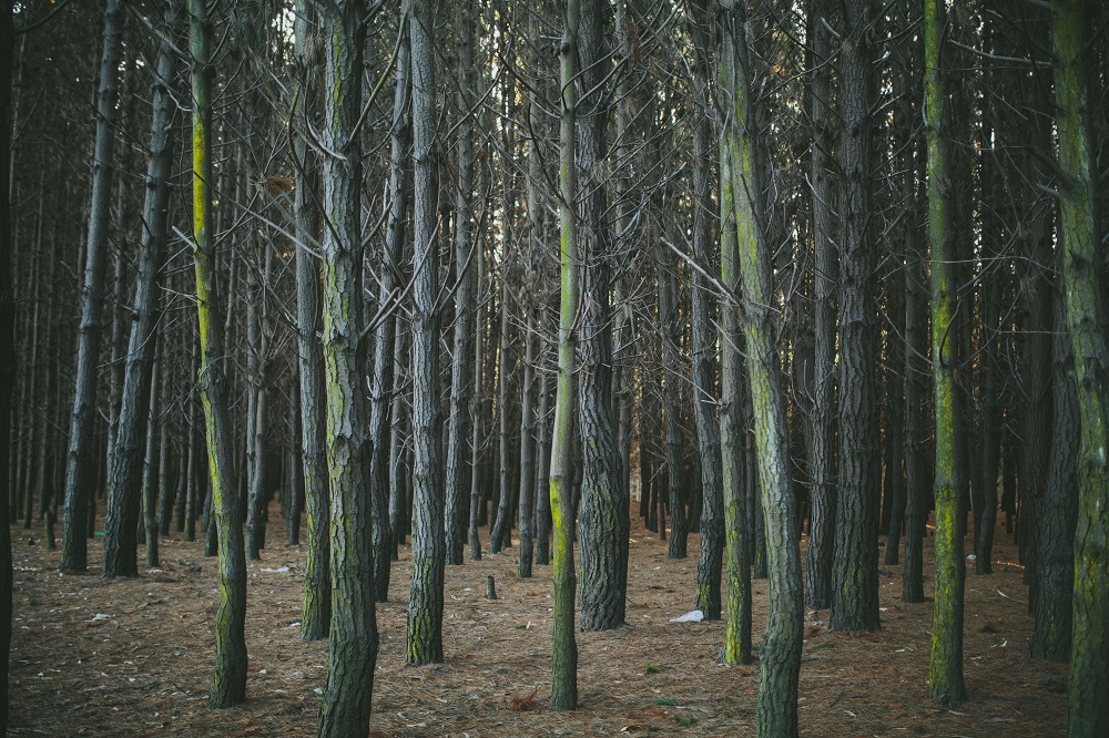 Plantación de pinos ©Amelia Ortúzar