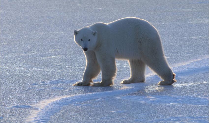 Oso polar, especie en peligro de extinción por causa de la destrucción de su hábitat, caza furtiva y cambio climático. Crédito: IUCN.