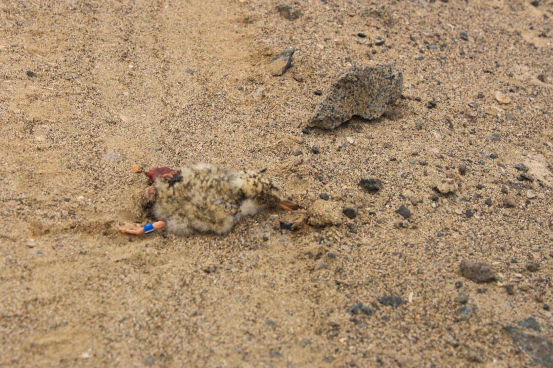 Pollo de gaviotín chico atropellado por tránsito de vehículos sobre nido en Hornitos ©Fundación Gaviotín Chico