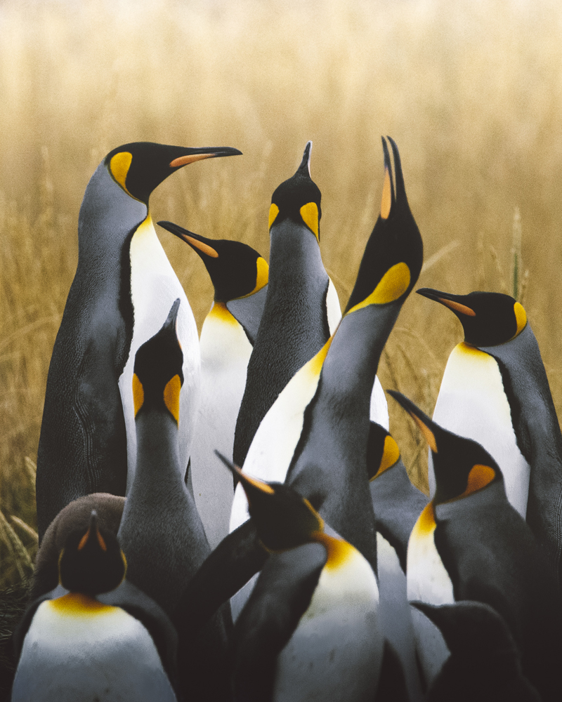 Reserva Natural Pingüino Rey, Tierra del Fuego Jaime Kunstmann