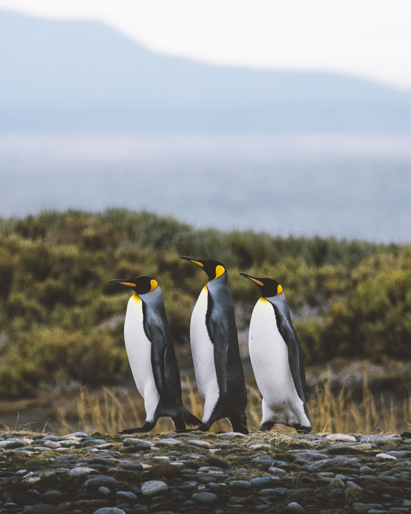 Reserva Natural Pingüino Rey, Tierra del Fuego Jaime Kunstmann2