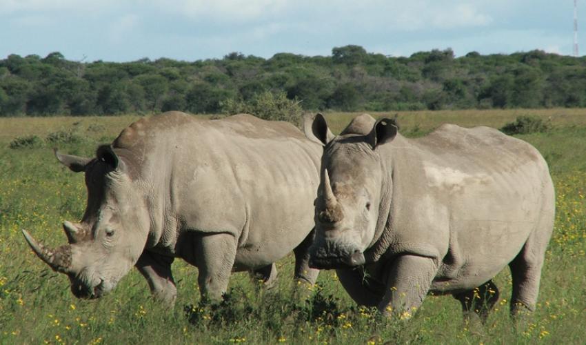Rinoceronte gris, especie amenazada y en riesgo de extinción. Crédito: IUCN