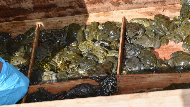 Al momento de la confiscación, las ranas fueron encontradas deshidratadas, sin alimento y sin espacio para movilizarse. Crédito: © Serfor