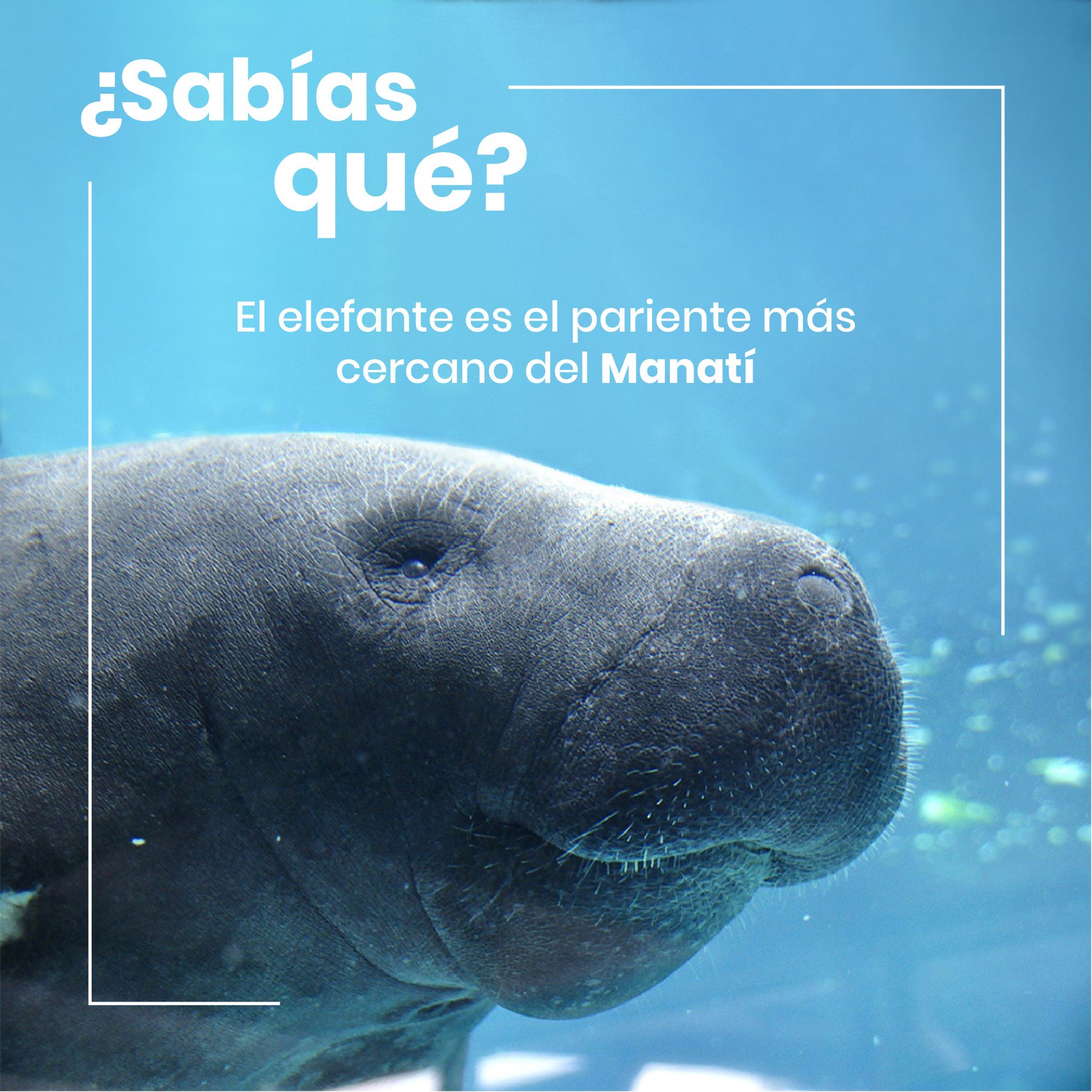 La población del manatí se concentra ahora en la Florida y Centroamérica. Esta especie no tiene predadores naturales, pero se encuentra amenazada, según la IUCN. Crédito: © FDN Guatemala.