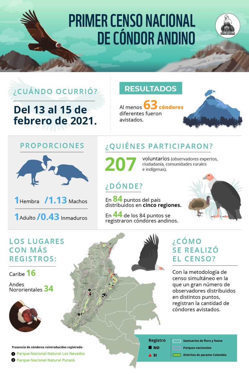 Los resultados del primer censo nacional de cóndor andino en Colombia, realizado por la Fundación Neotropical. Crédito: © Fundación Neotropical.