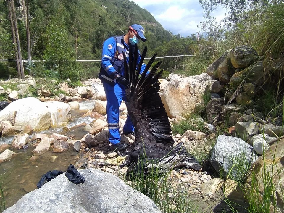 Uno de los ejemplares de cóndor de los Andes, hallado muerto en el Páramo el Almorzadero, en Santander, Colombia. Créditos: Facebook/Eduardo Pavez Galvez