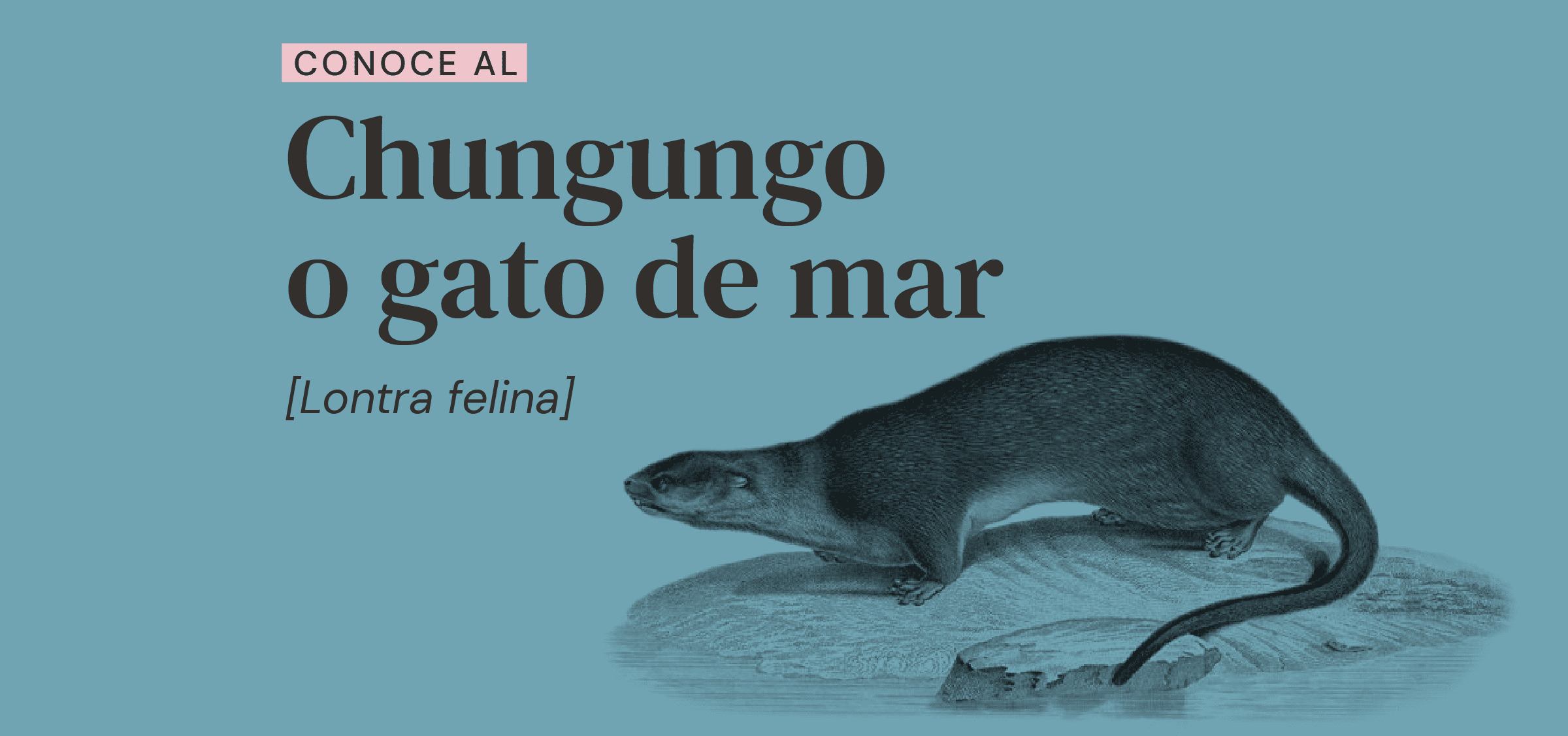 Chungungos: conoce a esta especie nativa que habita en Chile