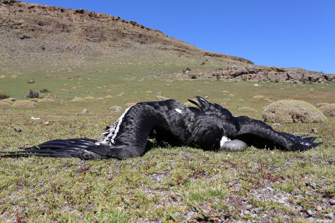 Cóndor hembra adulta muerta por envenenamiento en Chile. Crédito: © Eduardo Pavez / Proyecto Manku