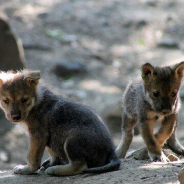México: Cinco cachorros de lobos mexicanos nacen en el zoológico de Chapultepec. La especie estaba considerada extinta en su medio salvaje