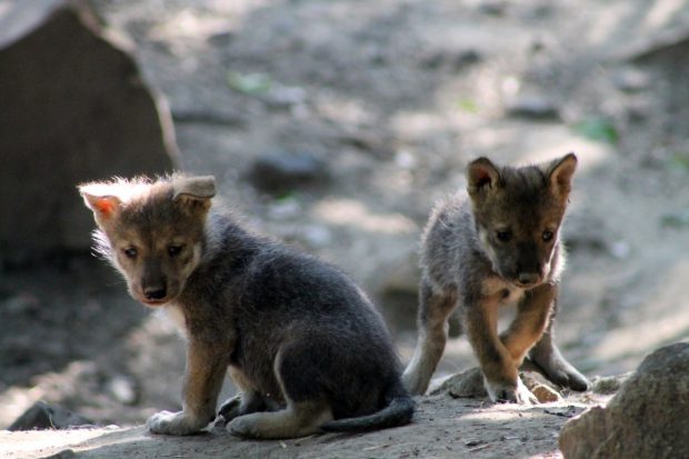 Ocho camadas de lobos mexicanos han nacido en el Zoológico de Chapultepec, en la CDMX. Crédito: © Zoológico de Chapultepec.