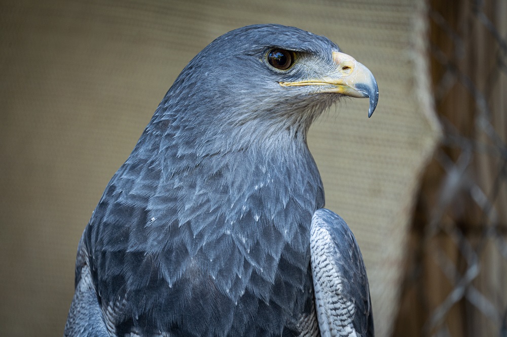 Águila mora en Refugio Animal Cascada ©Kendra Ivelic ©Kendra Ivelic