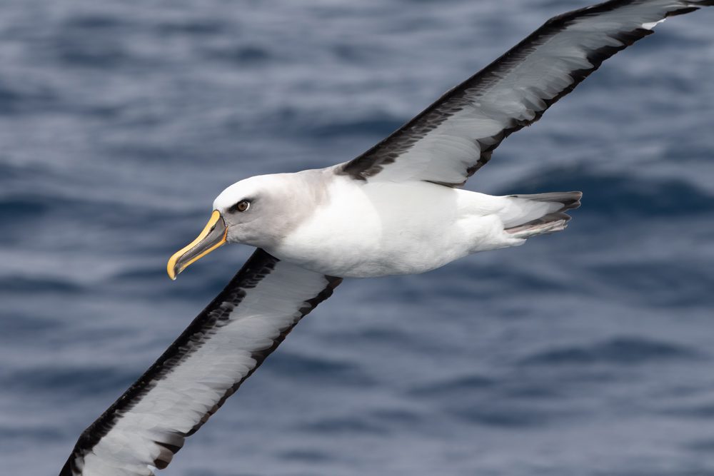 Te invitamos a participar en el concurso del próximo Día Mundial de los Albatros