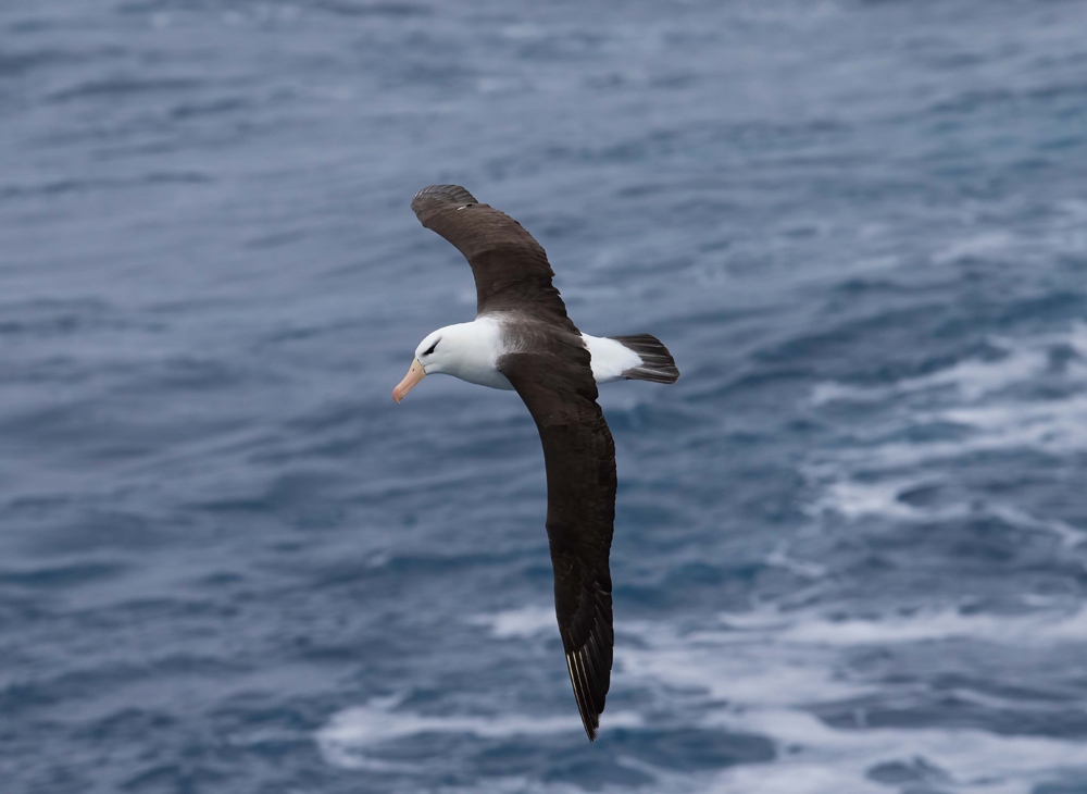 Albatros de ceja negra ©Fernando Díaz
