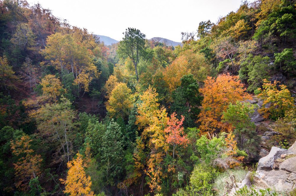 Para despedir el otoño: la importancia de la protección del bosque nativo mediterráneo