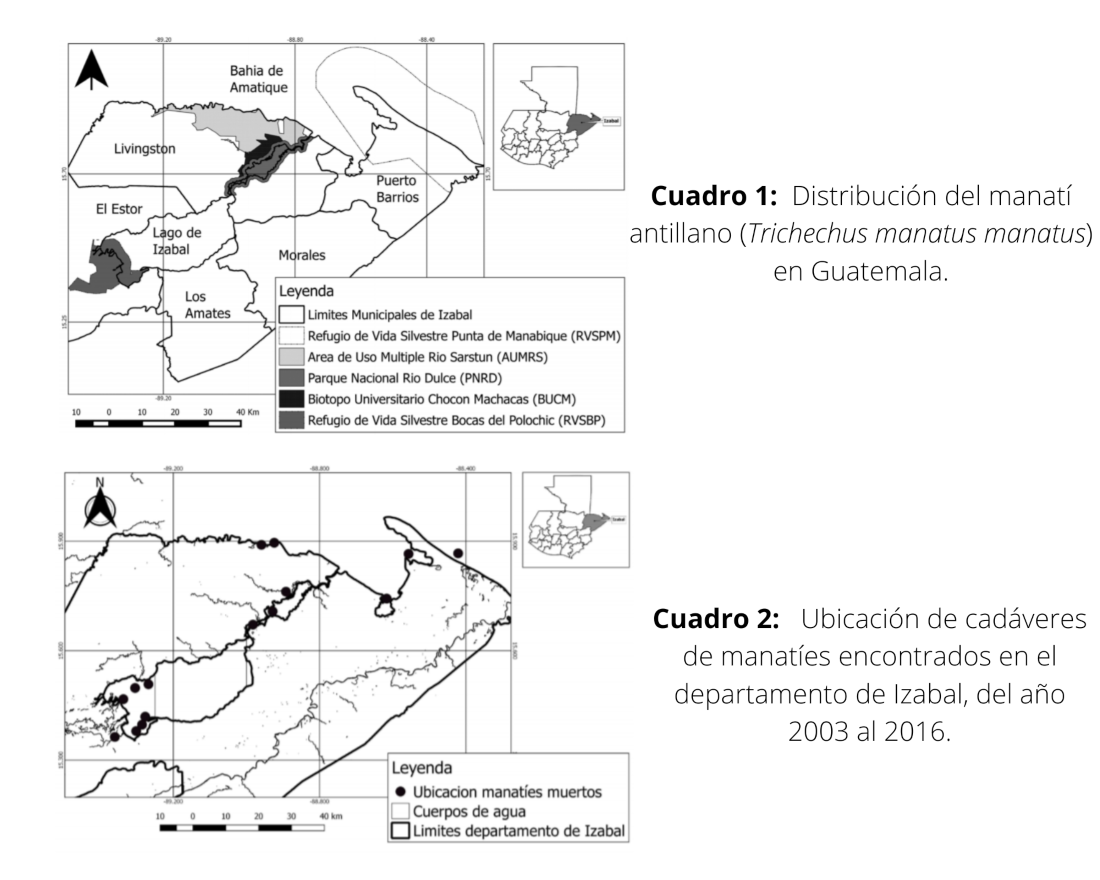 Distribución del manatí y ubicación de los cadáveres entre 2003 y 2016. Crédito: © Machuca y Coronado (2016)