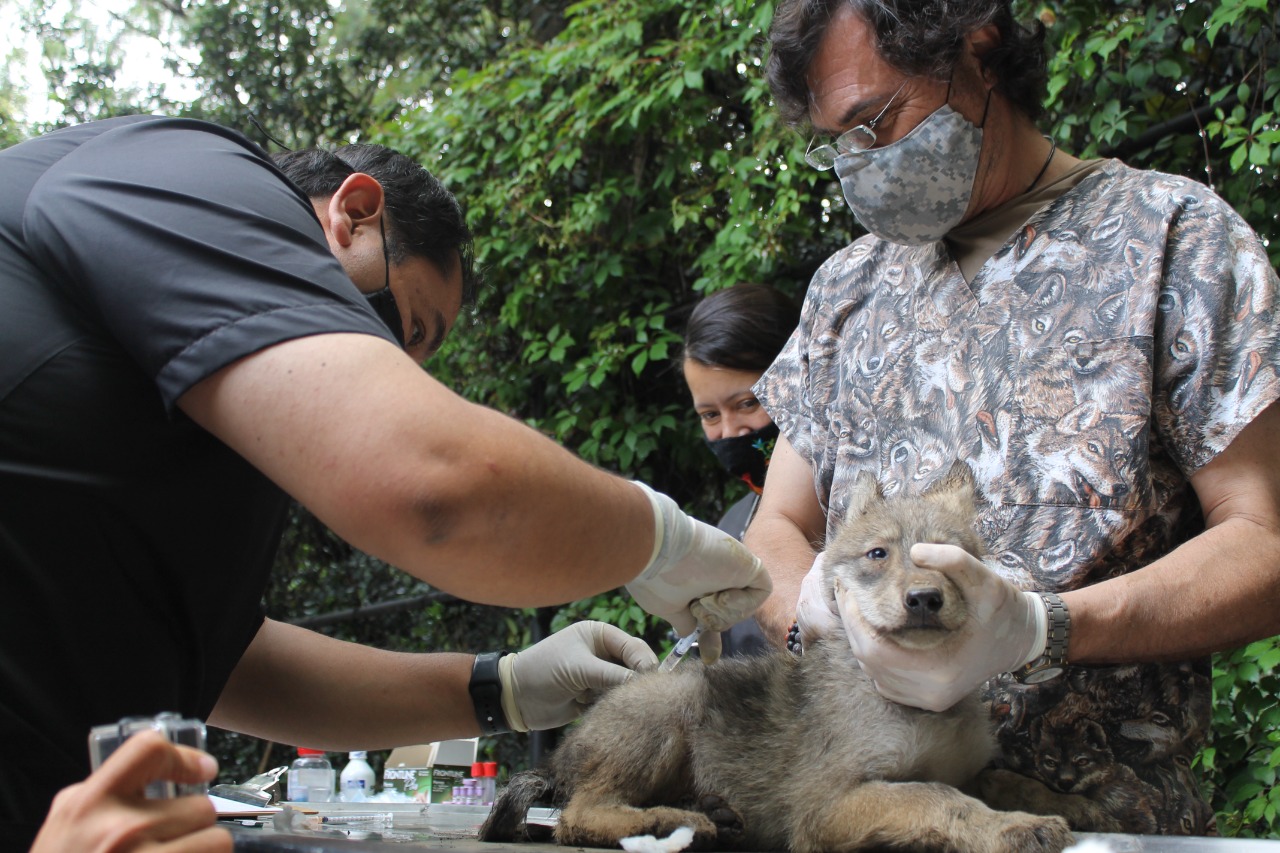 Veterinarios y personal del Zoo de Chapultepec, en CDMX, evalúa y toma muestras a un lobo mexicano nacido el pasado 24 de abril. Crédito: © SEDEMA
