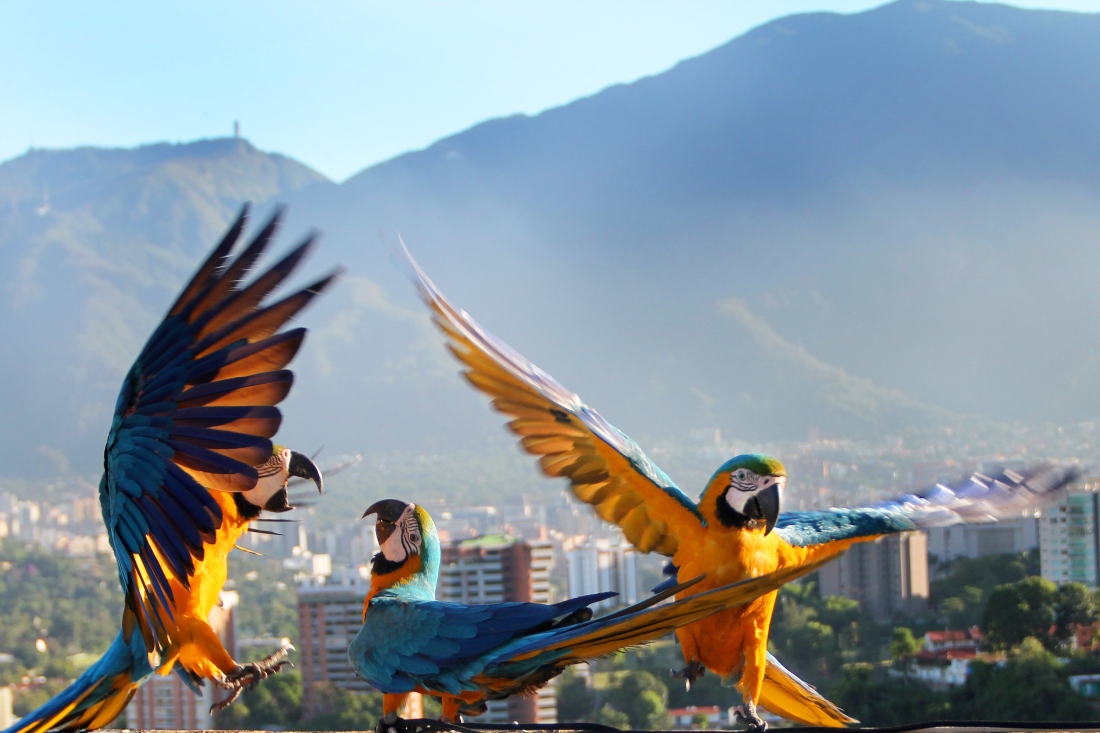 La ciudad de Caracas es un lugar ideal para las guacamayas: tiene muchas áreas verdes, árboles frutales y florales, más de 20 quebradas que la atraviesan y no hay grandes depredadores. Crédito: © Mabel Cornago.