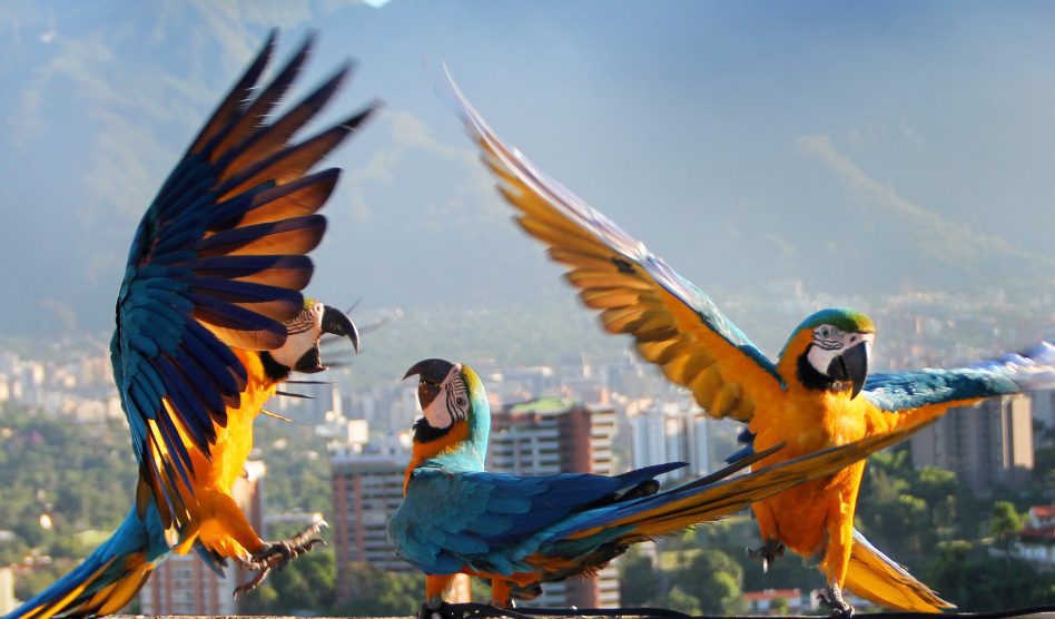 Venezuela: Caracas, isla de guacamayas