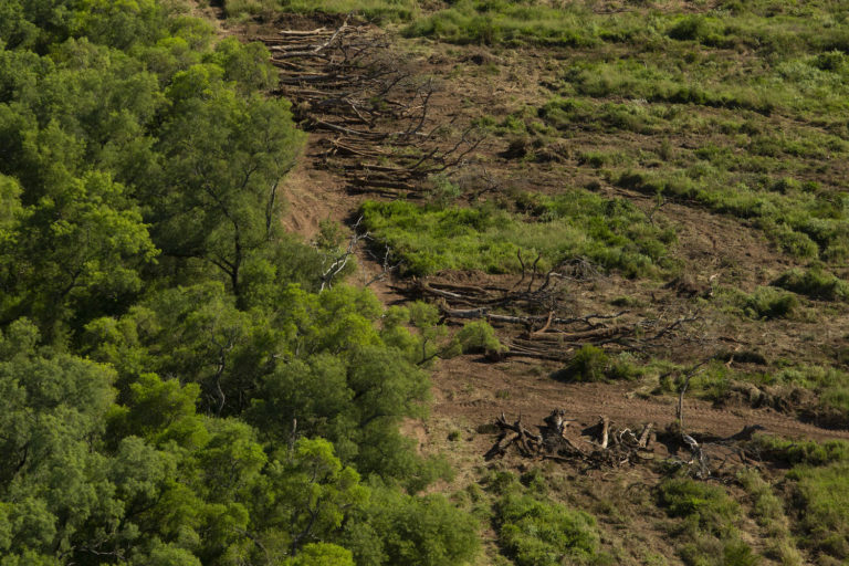 Greenpeace comprobó el avance de las topadoras en un área protegida que fue recategorizada de manera irregular por el Gobierno de Chaco; la ubicación del desmonte pone en peligro a un Parque Nacional. Crédito: © Greenpeace.