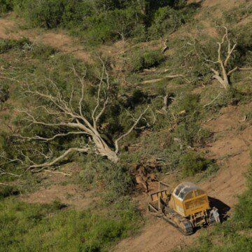 Deforestación en el Gran Chaco, el sistema boscoso más grande de Suramérica es diezmado a ritmo acelerado