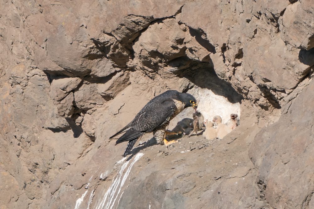 Seguimiento al halcón peregrino: un encuentro con su nido